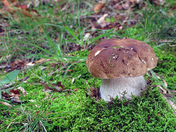 hríb smrekový Boletus edulis Bull.