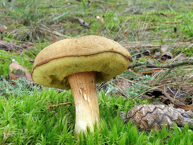 suchohríb plstnatý Boletus subtomentosus L.