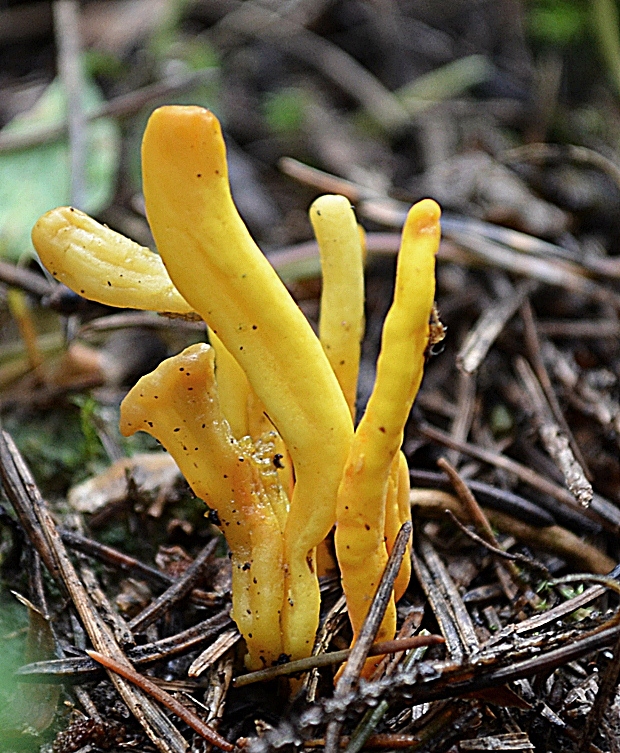 pakonárovka Clavulinopsis sp.