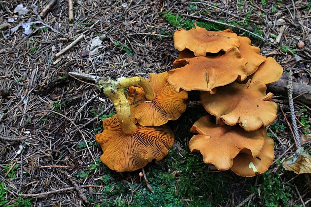 pavučinovec Cortinarius sp.?