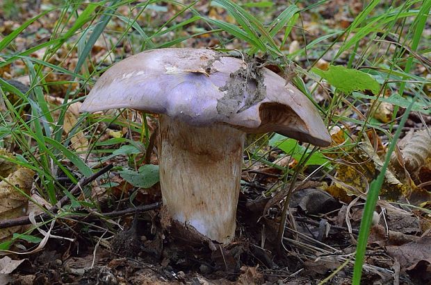 pavučinovec Cortinarius sp.