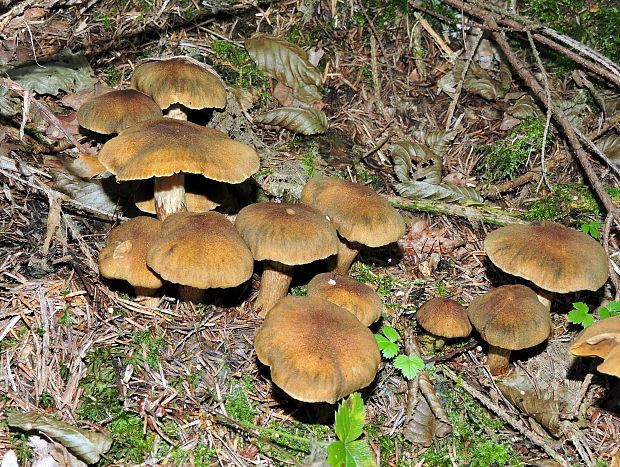 pavučinovec Cortinarius sp.