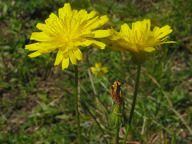 škarda vláskovitá Crepis capillaris (L.) Wallr.