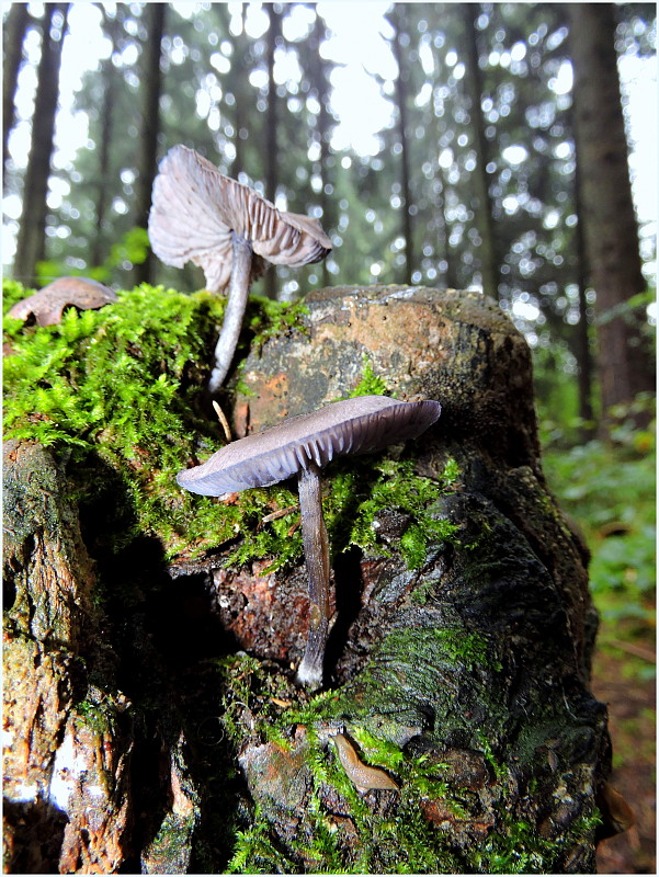 hodvábnica fialovomodrá Entoloma euchroum (Pers.) Donk