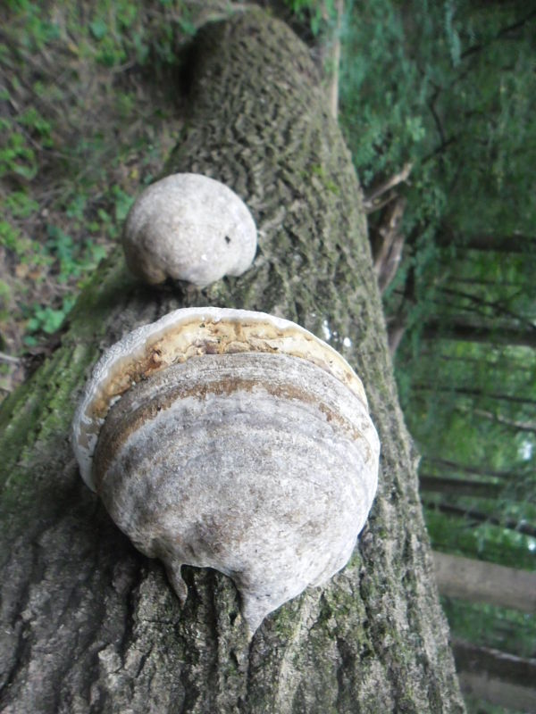 práchnovec kopytovitý Fomes fomentarius (L.) J.J. Kickx