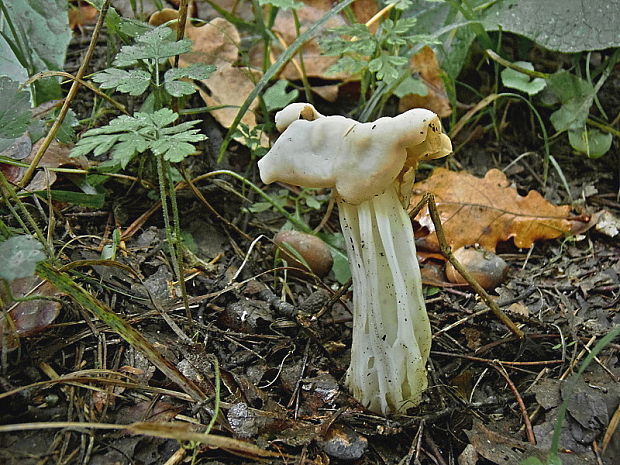 chriapač kučeravý Helvella crispa (Scop.) Fr.