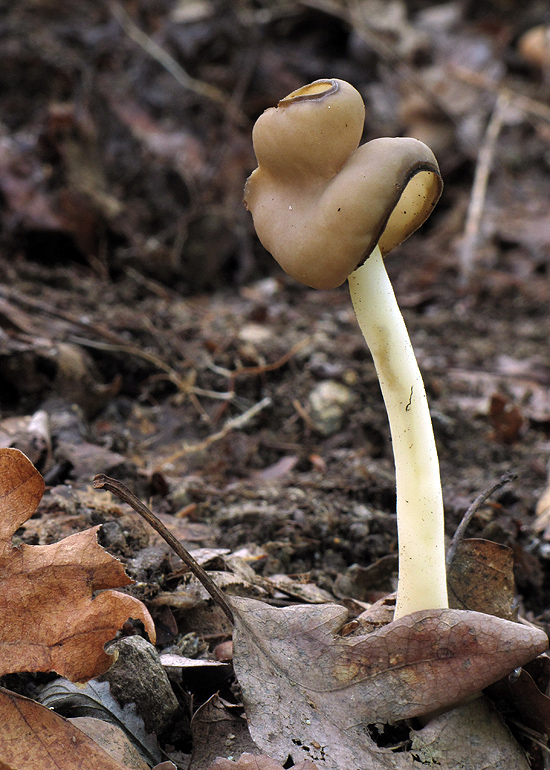 chriapač pružný Helvella elastica Bull.