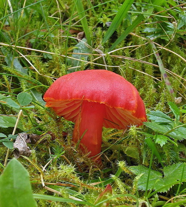 lúčnica šarlátová Hygrocybe coccinea (Schaeff.) P. Kumm.