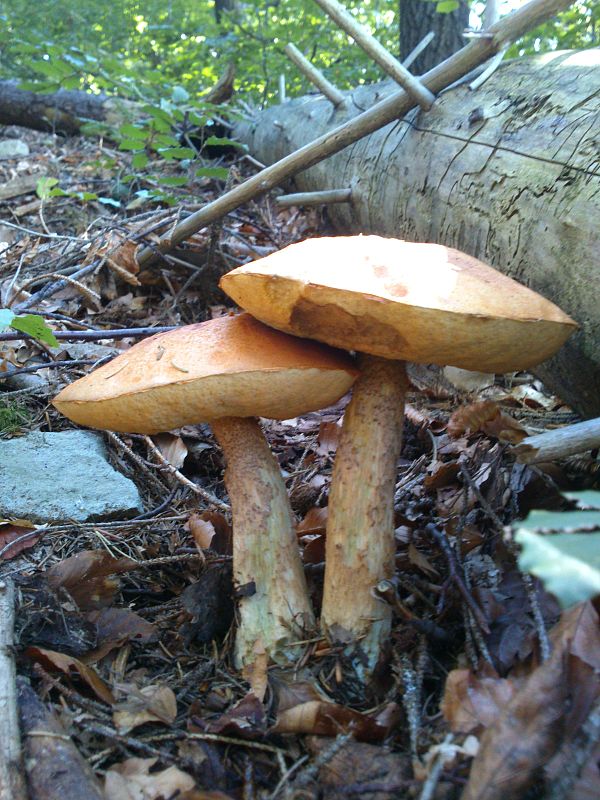 kozák osikový Leccinum albostipitatum den Bakker & Noordel.