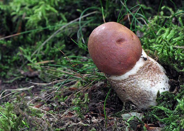 kozák dubový Leccinum aurantiacum (Bull.) Gray