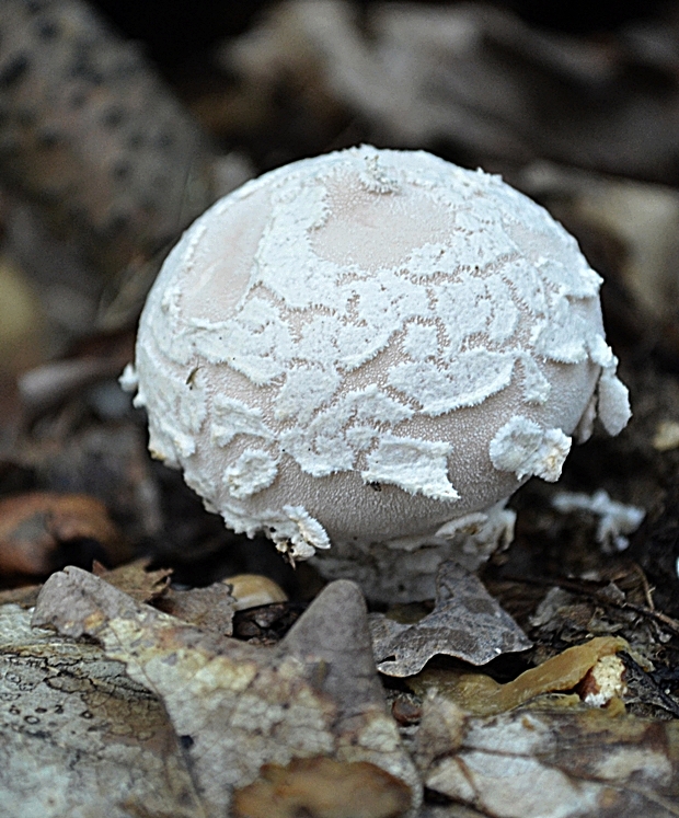 prášnica závojová Lycoperdon mammiforme Pers.