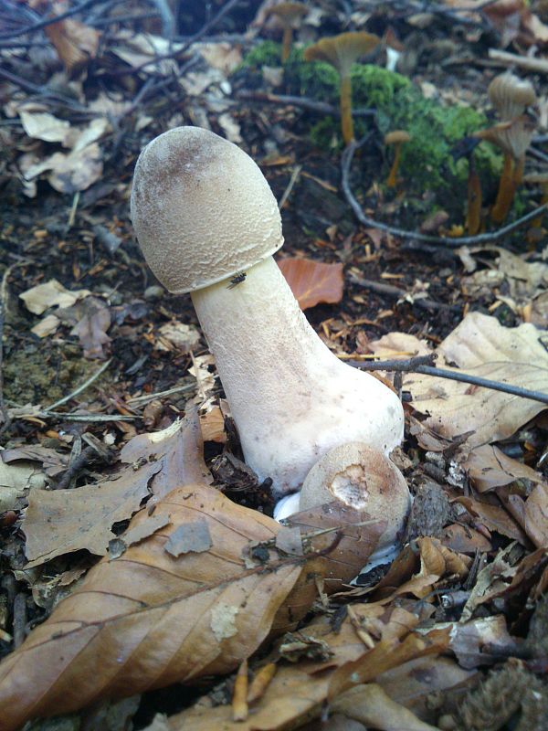 bedľa vysoká Macrolepiota procera (Scop.) Singer