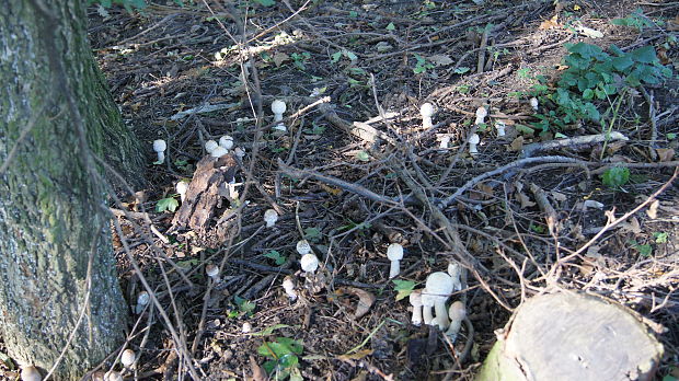 bedľa Macrolepiota sp.