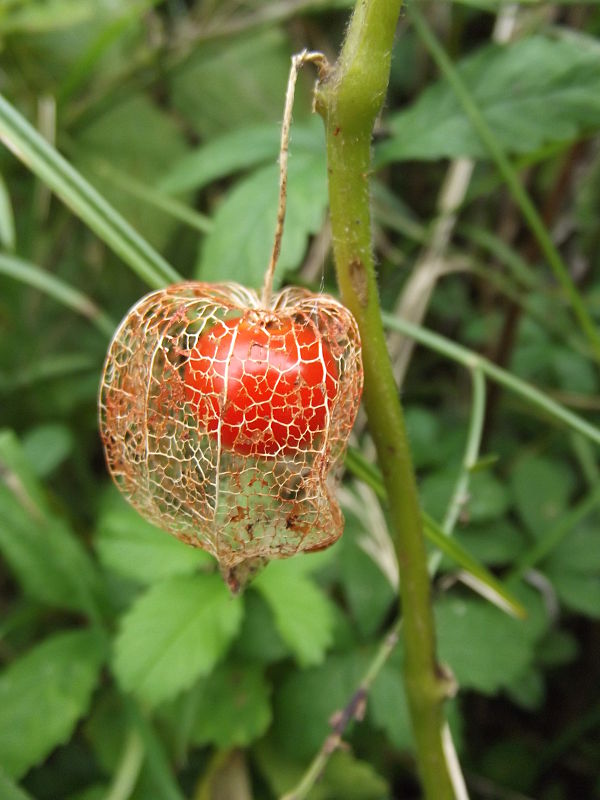 machovka čerešňová Physalis alkekengi L.