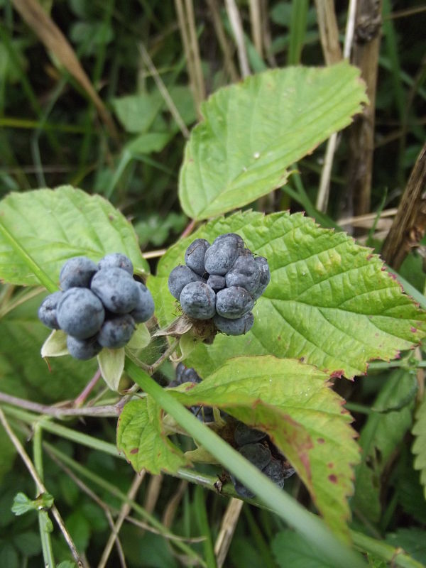 ostružina ožinová Rubus caesius L.