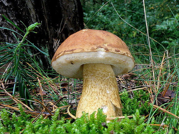 podhríb žlčový Tylopilus felleus (Bull.) P. Karst.