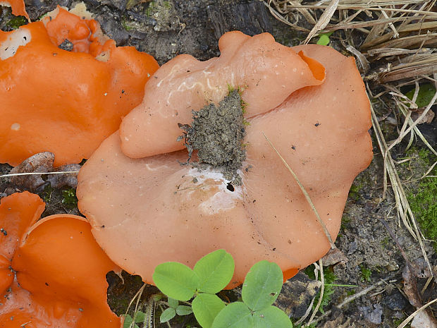 tanierovka oranžová Aleuria aurantia (Pers.) Fuckel