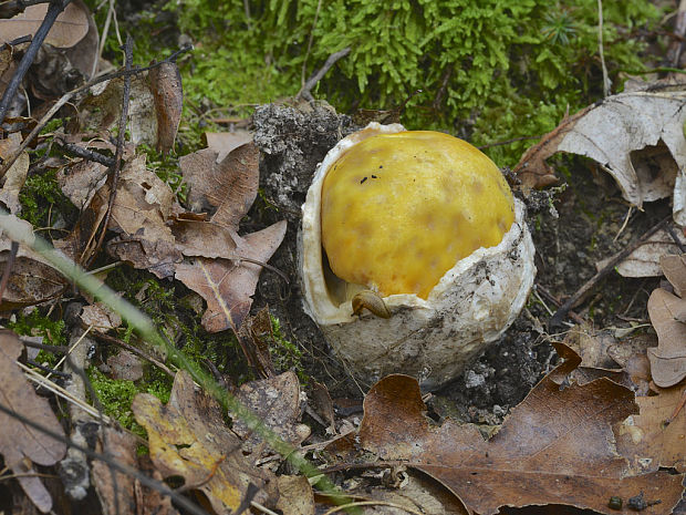 muchotrávka cisárska Amanita caesarea (Scop.) Pers.