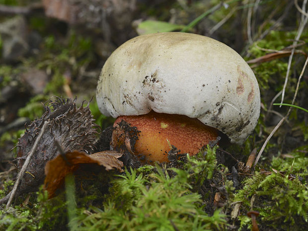 hríb purpurový Boletus cf. rhodoxanthus (Krombh.) Kallenb.