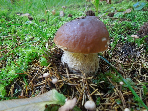 hríb smrekový Boletus edulis Bull.