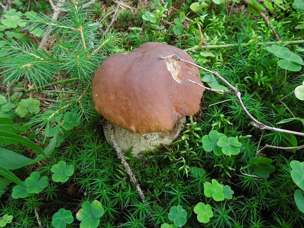 hríb smrekový Boletus edulis Bull.