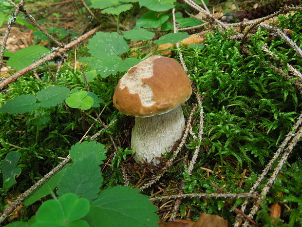 hríb smrekový Boletus edulis Bull.