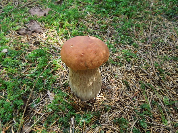 hríb smrekový Boletus edulis Bull.