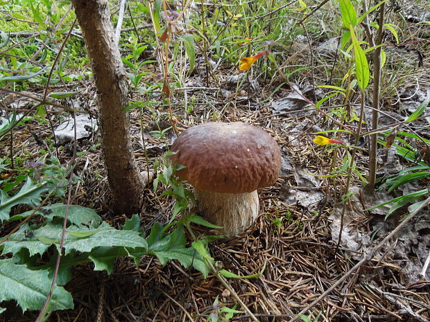 hríb smrekový Boletus edulis Bull.