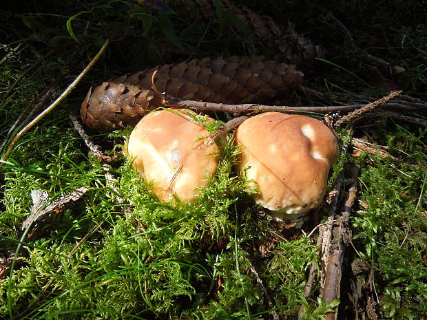 hríb smrekový Boletus edulis Bull.