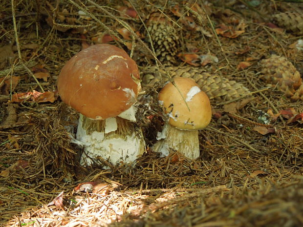 hríb smrekový Boletus edulis Bull.