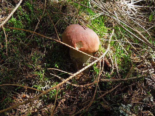 hríb smrekový Boletus edulis Bull.