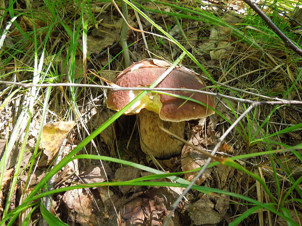 hríb smrekový Boletus edulis Bull.