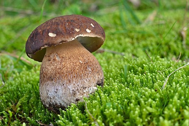 hríb dubový Boletus reticulatus Schaeff.