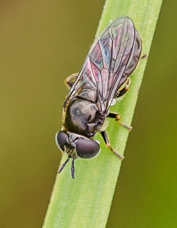 pestrica Cheilosia latifrons cf.