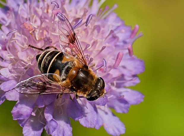 pestrica Eristalis rupium