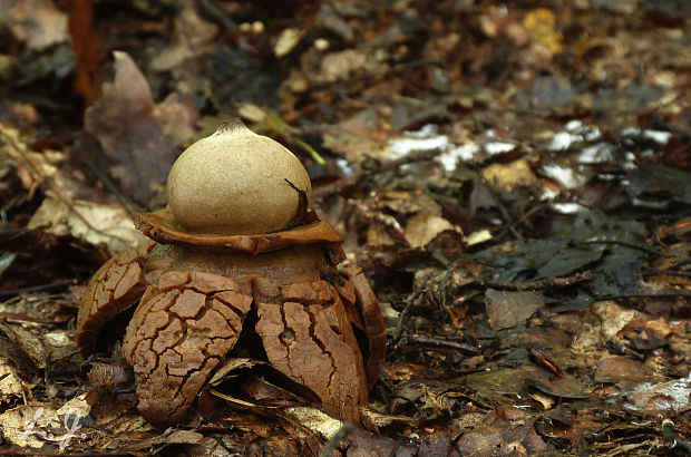 hviezdovka trojitá Geastrum triplex Jungh.