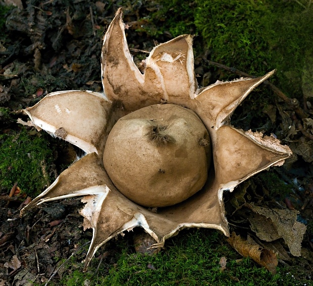 hviezdovka trojitá Geastrum triplex Jungh.