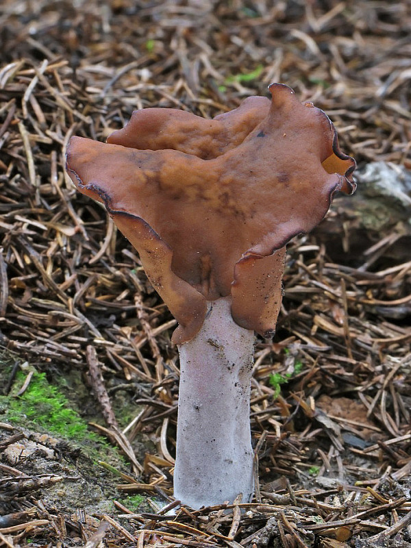 ušiak mitrovitý Gyromitra infula (Schaeff.) Quél.