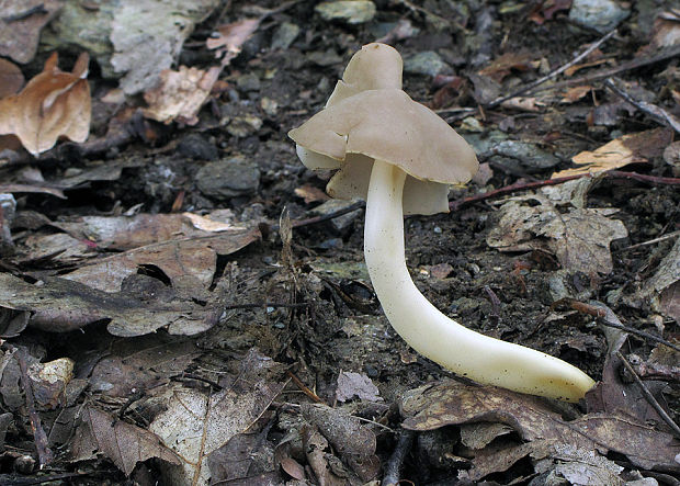 chriapač pružný Helvella elastica Bull.