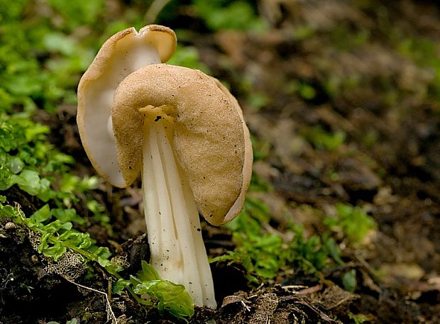 chriapač jamkatý Helvella lacunosa Afzel.