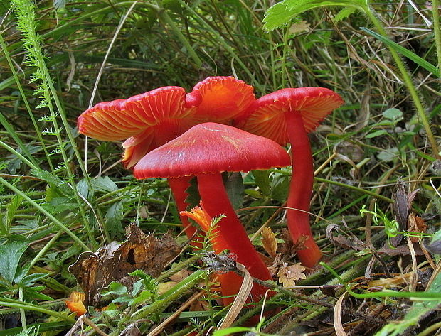 lúčnica šarlátová Hygrocybe coccinea (Schaeff.) P. Kumm.