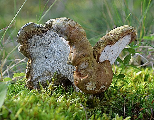 krásnopórovec zelenohnedý Laeticutis cristata (Schaeff.) Audet