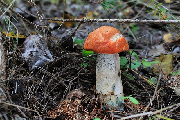 kozák sosnový Leccinum vulpinum Watling