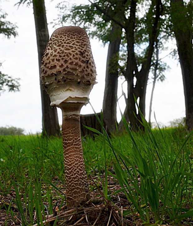 bedľa vysoká Macrolepiota procera (Scop.) Singer