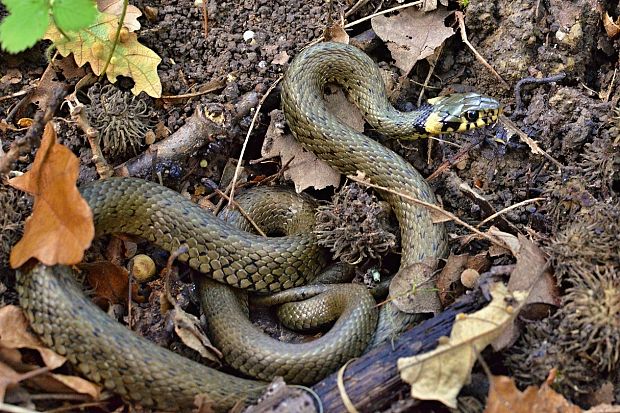 užovka obojková Natrix natrix