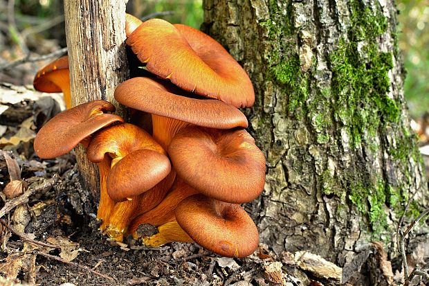 kališník hnedooranžový Omphalotus olearius (DC.) Singer