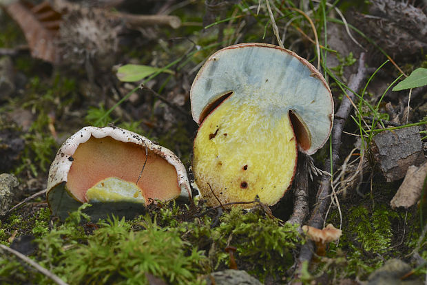 hríb purpurový Rubroboletus rhodoxanthus Kuan Zhao &amp; Zhu L. Yang