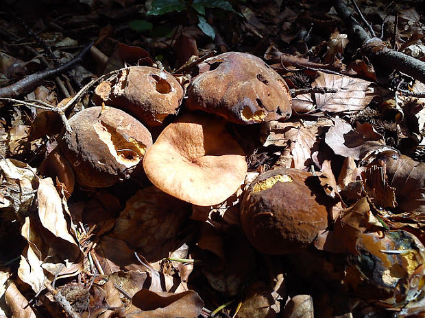 hríb zrnitohlúbikový Sutorius luridiformis (Rostk.) G. Wu & Zhu L. Yang