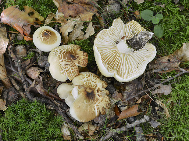 čírovka mydlová Tricholoma saponaceum (Fr.) P. Kumm.