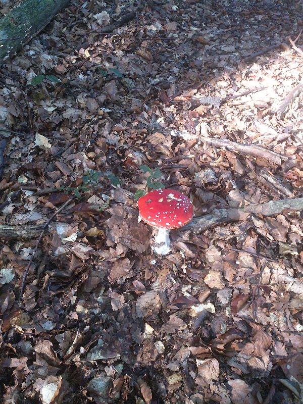 muchotrávka červená Amanita muscaria (L.) Lam.